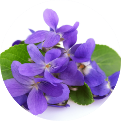 Violette