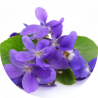 Violette