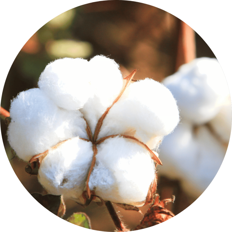 Fleur de coton