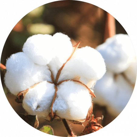 Fleur de coton