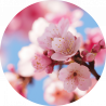 Fleur de cerisier